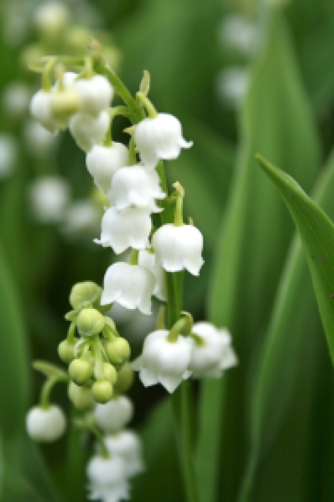Lily of the Valley Bloom | ahelathylifeforme.com