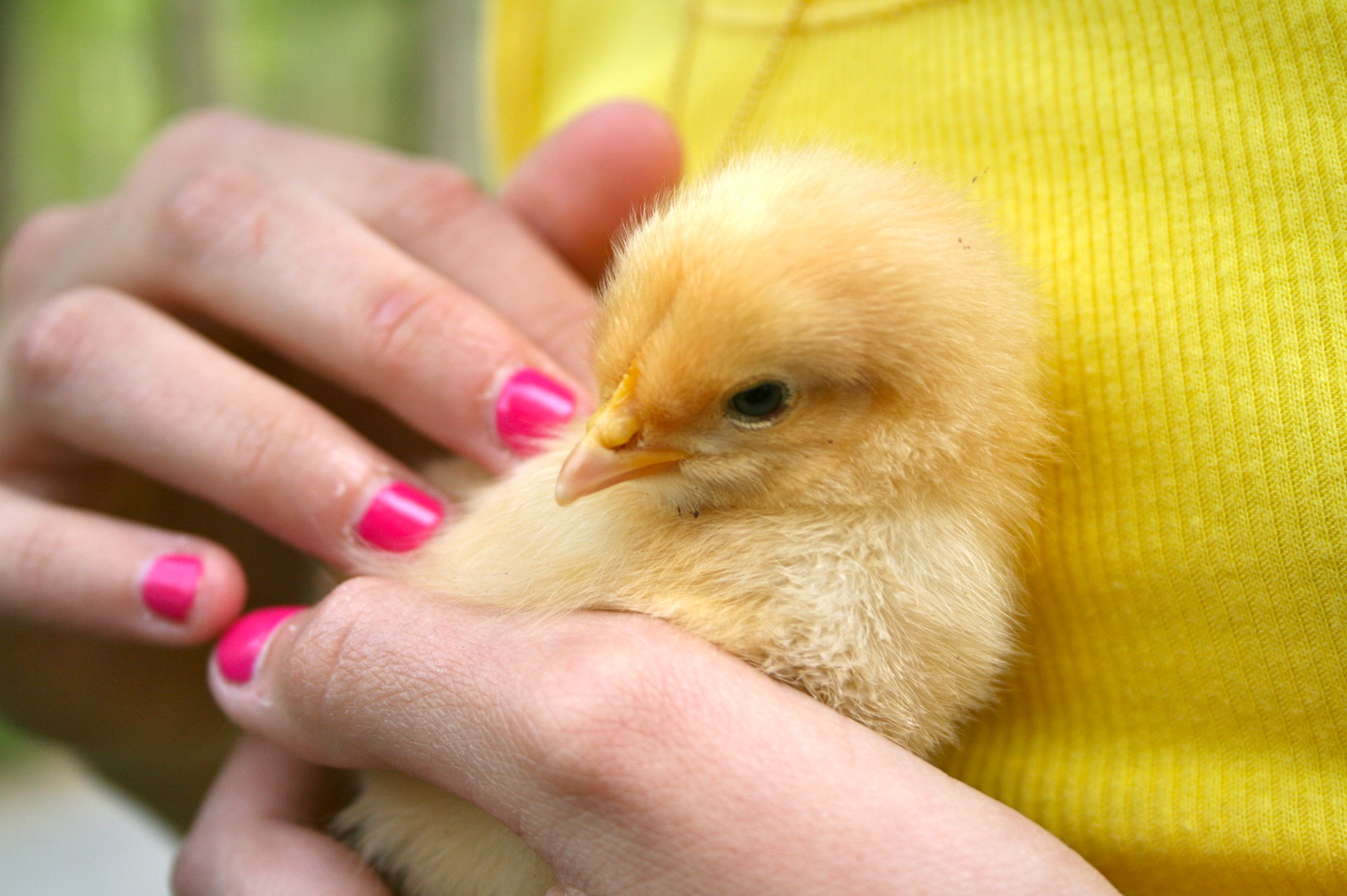 Baby Chick | ahealthylifeforme.com